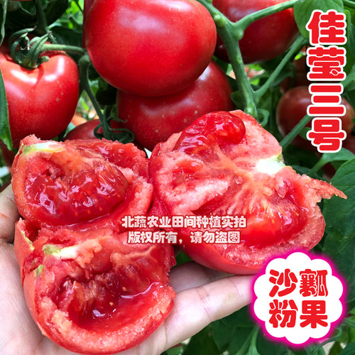 西红柿种子沙瓤好吃抗死棵耐低温