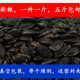 生黑珍珠小瓜子油磕籽鹦鹉鸟食饲料仓鼠零食鸟粮鸽粮5斤 包邮