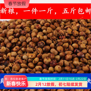 东北产带壳红高粱饲料中大型鹦鹉鸟食鸟粮500g满五斤多省包邮