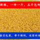 小米无壳谷子黄小米小米粥一斤东北特产内蒙古大金苗五斤 包邮