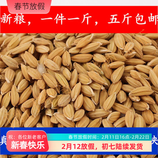 水稻带壳大米盘锦水稻鹦鹉零食仓鼠东北特产500克五斤包邮无公害