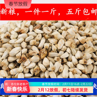 25年红花子白瓜子仓鼠鹦鹉食1斤价格五斤包邮中型鹦鹉辅食零食