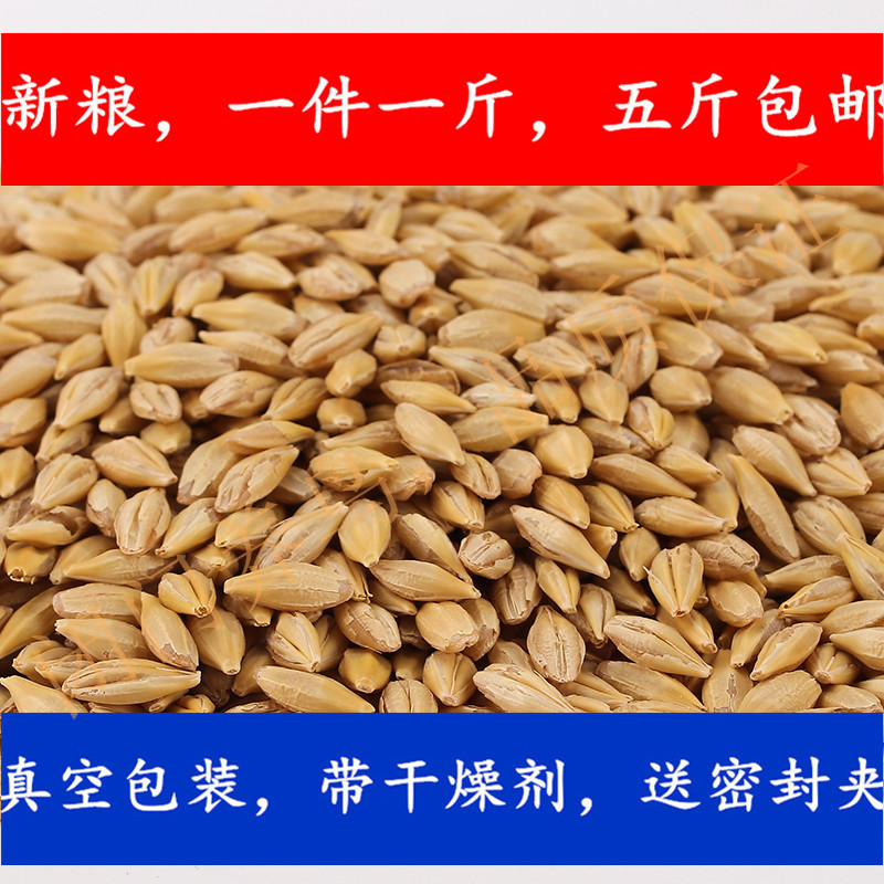 鹦鹉鸟粮闭门养鸟价格合理