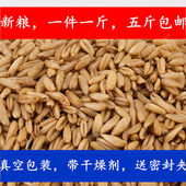 25年燕麦新燕麦仁野麦雀麦燕麦米鸟粮五斤 中型鹦鹉鸟粮500克 包邮