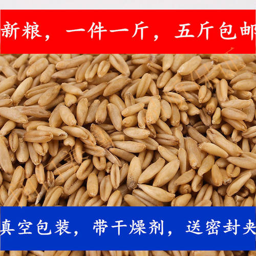 燕麦米闭门鸟粮新燕麦仁