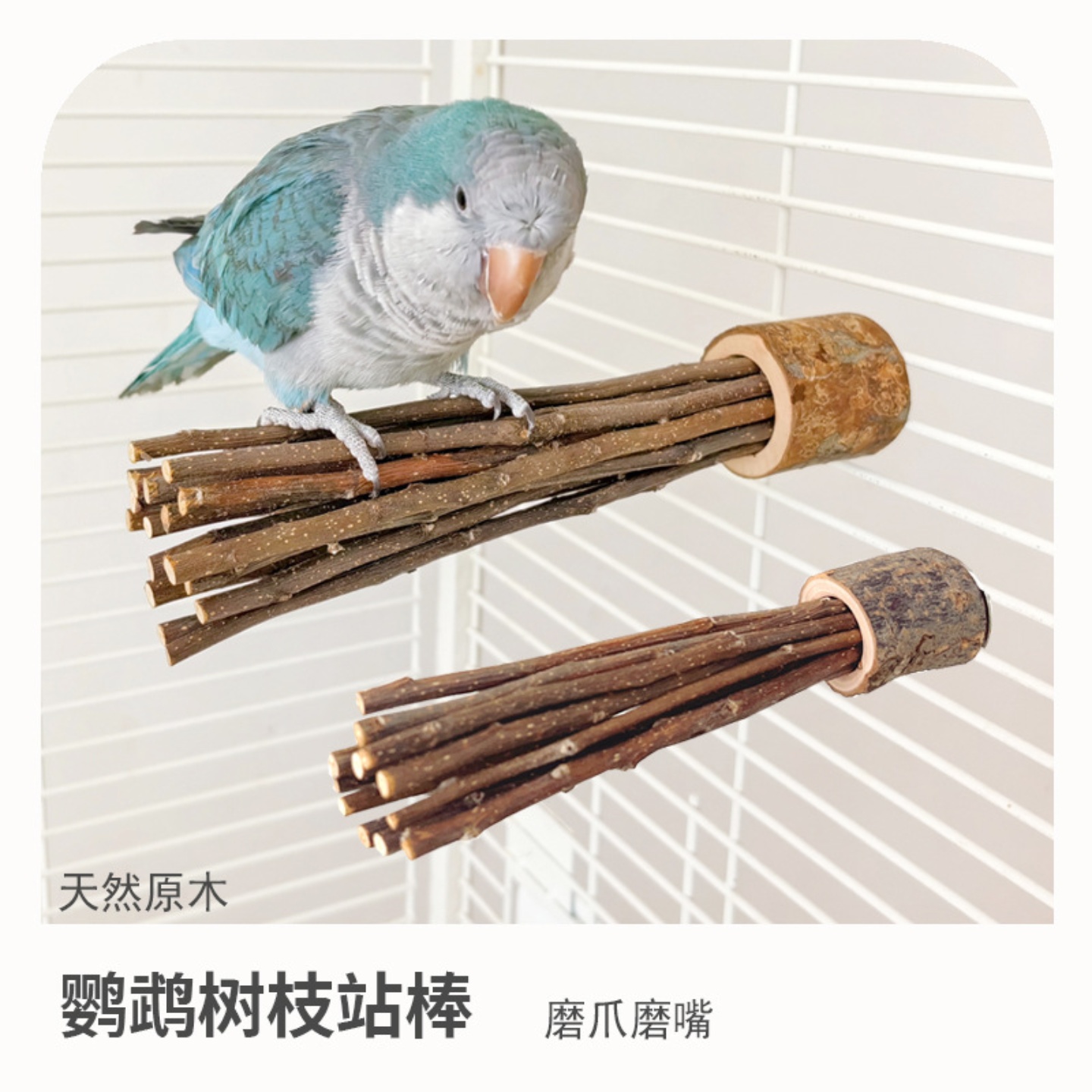 闭门养鸟鹦鹉价格合理