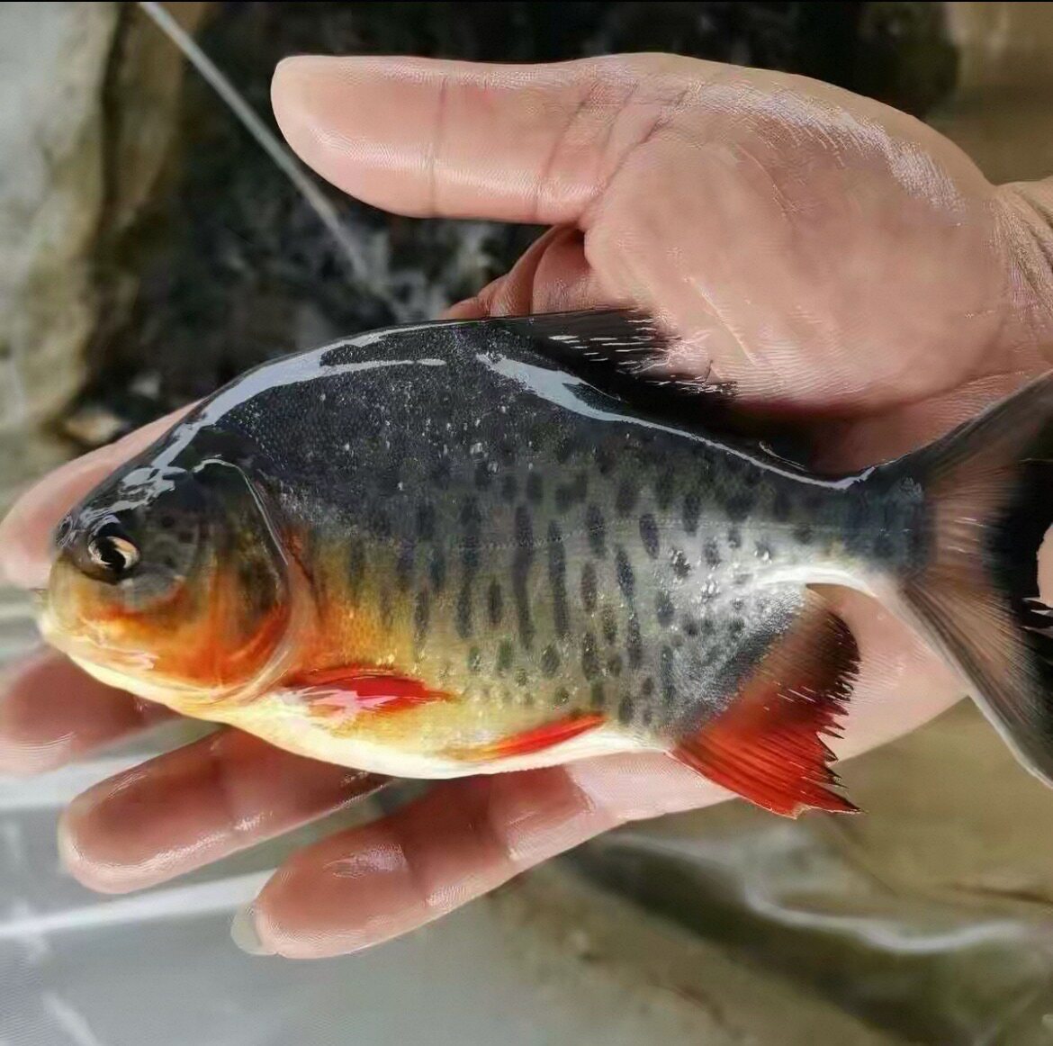 淡水白鲳鱼苗红鲳鱼苗热带鱼养殖鱼观赏凶猛鱼路亚鱼大型鱼苗活体