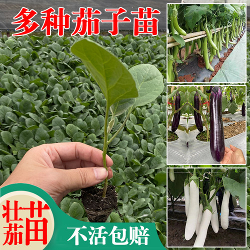 广东茄子苗蔬菜秧苗 耐高温紫红长茄子烧烤茄青茄苗 四季蔬菜秧苗