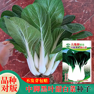 广东四季中脚黑叶甜白菜种子矮脚葵扇匙羹白水口甜奶白菜脆上海青