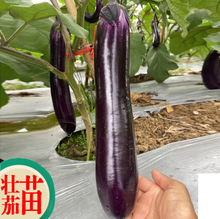 广东茄子苗蔬菜秧苗耐高温紫红长茄子烧烤茄青茄苗 四季蔬菜秧苗