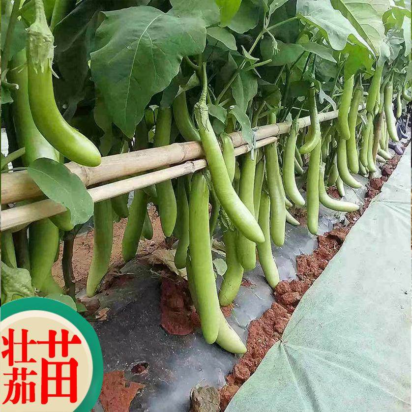 绿茄种苗高产青茄子秧苗籽水果绿罐茄耐寒春季菜种子蔬菜广州发货