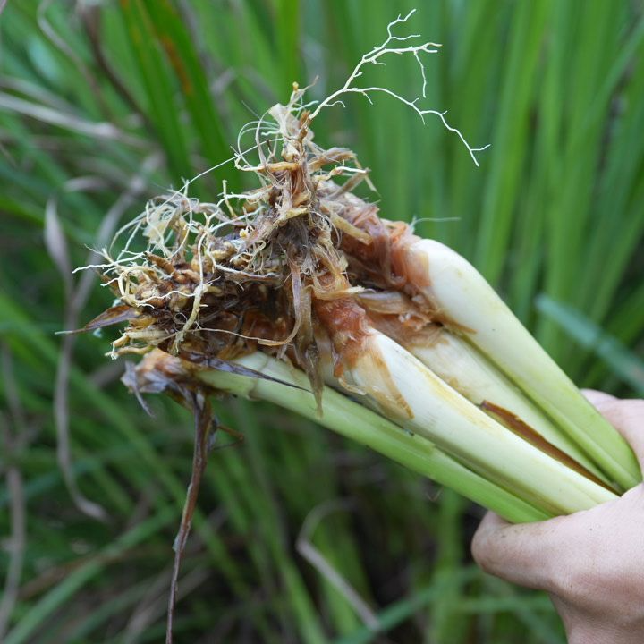 新鲜香茅草苗柠檬草种苗香茅草盆栽柠檬草盆栽泰国冬阴功香茅苗