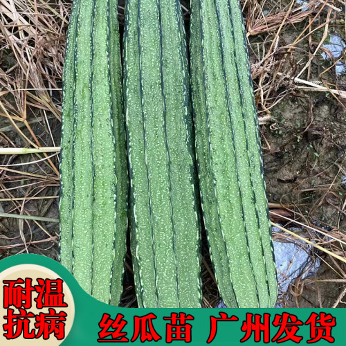 广东耐高温丝瓜苗大花点肉菱角丝瓜春秋四季高产菜园阳台盆栽秧苗