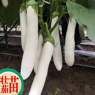 象牙白茄子苗高产紫长茄春季四季盆栽蔬菜苗幼苗秧孑秧苗广州发货