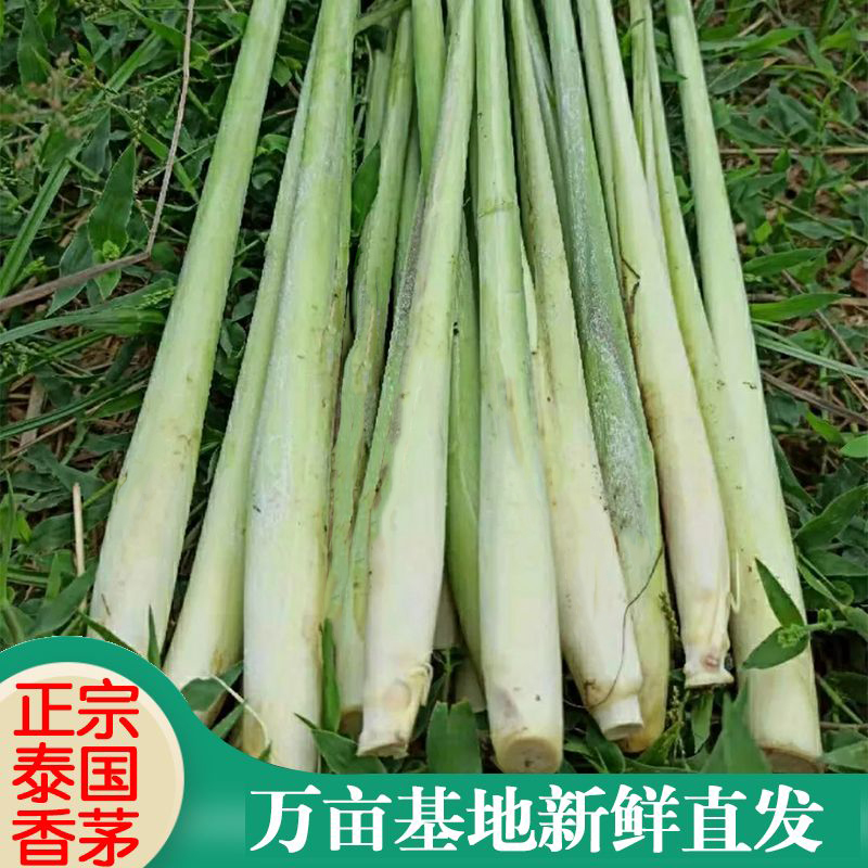 新鲜香茅草泰国冬阴功汤食材奶茶冷饮店柠檬草水果茶食用香料用品