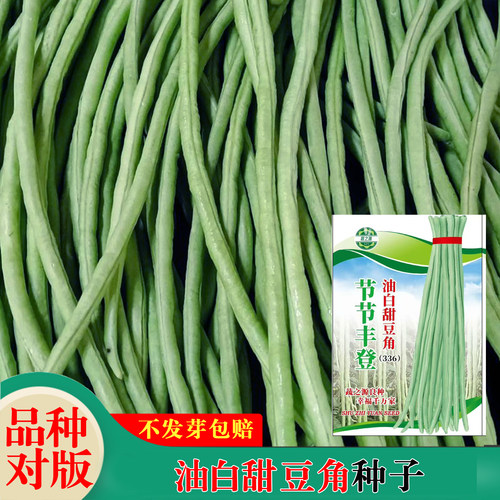 广东高产特长大肉豆角种子