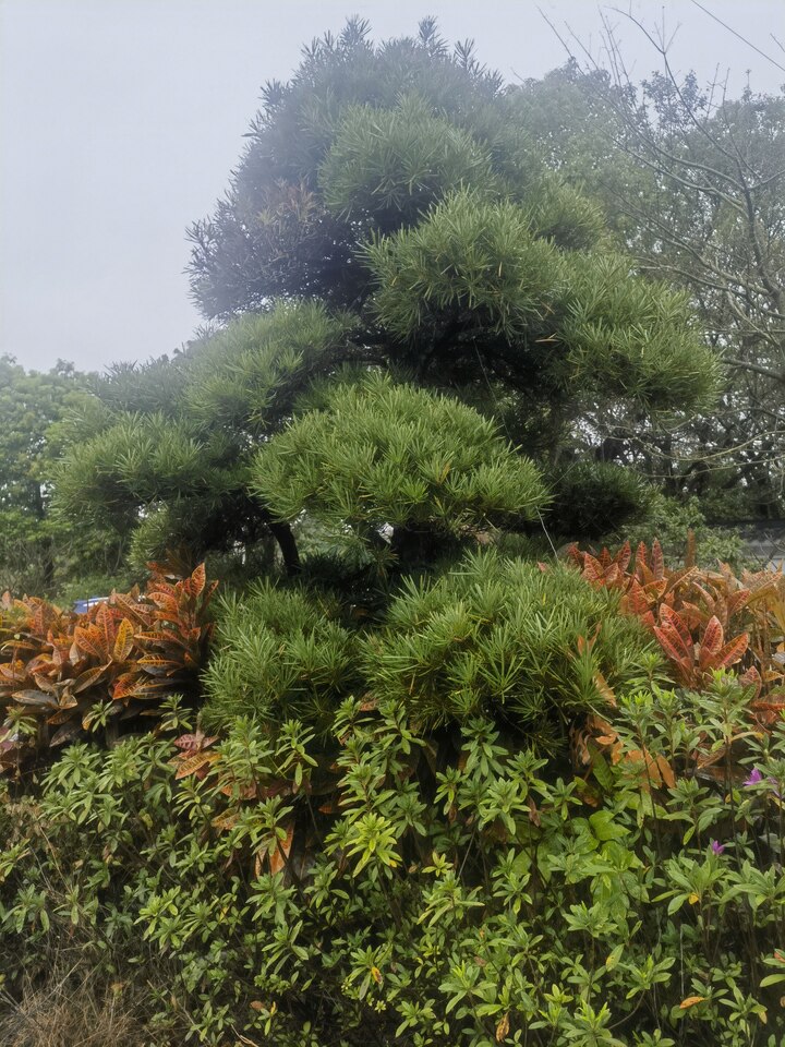 再次拍卖（破）广州市番禺颐老服务有限公司名下四棵日本罗汉松