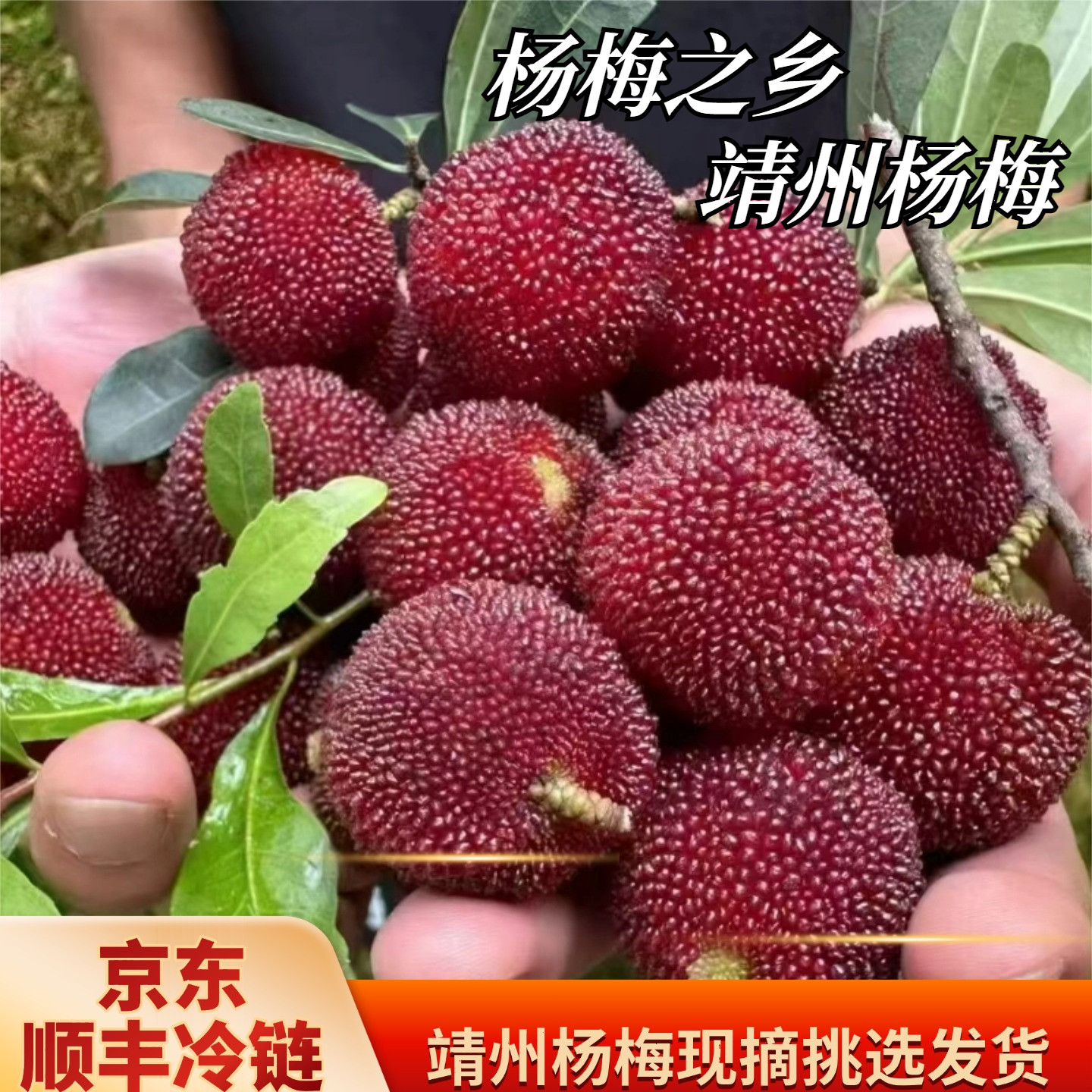 正宗湖南靖州杨梅新鲜当季现摘黑炭乌梅孕妇水果现发礼盒顺丰包邮