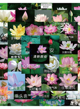 50张莲花沙雕表情包搞笑手账贴纸贴画行李箱笔记本电脑水杯防水