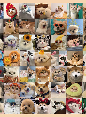 52张可爱猫和狗贴纸手机壳手账本水杯电脑iPad装饰防水DIY贴画