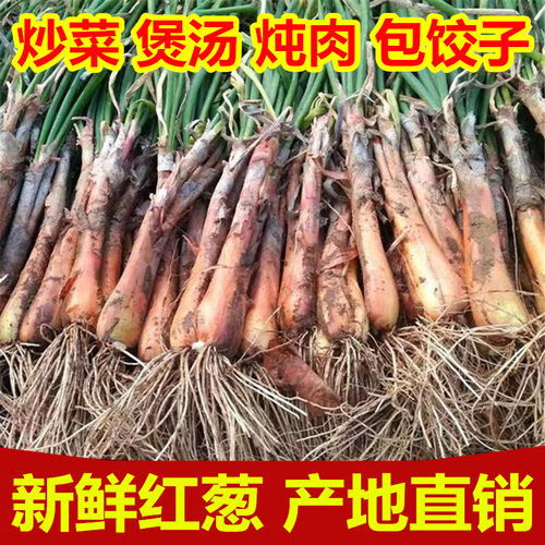 新鲜旱地红葱老葱大葱结婚葱喜葱