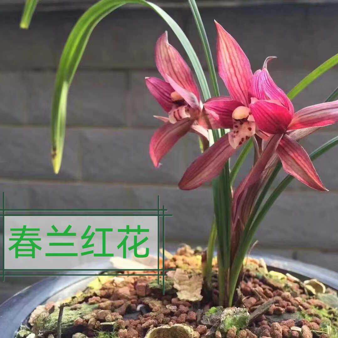 国兰兰花基地发货。贵州浓香型春兰红花