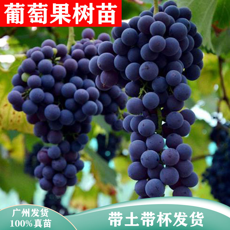 正宗葡萄树苗嫁接玫瑰香黑加仑金手指盆地栽南北方种植当年结果