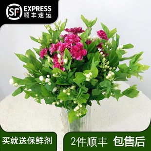 茉莉花鲜花康乃馨玫瑰云南直发百合花鲜花办公室水养