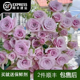 多头诺拉玫瑰鲜切花莱拉淡紫色多头玫瑰办公家居水养家庭插花