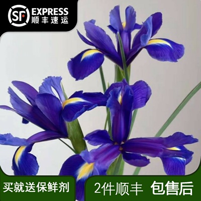爱丽丝鸢尾花鲜花云南直发新鲜插花水培花束小众花材鲜切花紫色