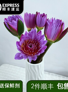 紫色睡莲鲜花云南昆明直发家用办公室水养瓶插鲜切花花束供佛莲花
