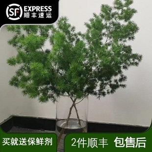 蓬莱松新鲜绿植云南昆明基地直发客厅桌面插花搭配鲜切