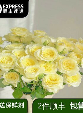 多头暖暖玫瑰淡黄色鲜花居家客厅办公室插花鲜切花高颜值家养花