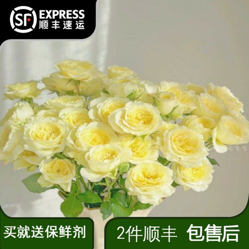 多头暖暖玫瑰淡黄色鲜花居家客厅办公室插花鲜切花高颜值家养花