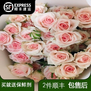 星悦宝贝多头玫瑰花鲜花云南基地直发泡泡鲜切花花卉鲜花家用插花