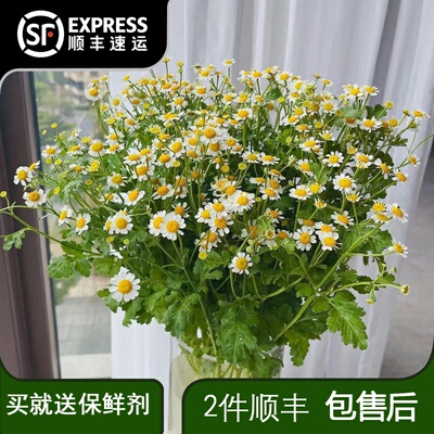 洋甘菊鲜花云南基地直发