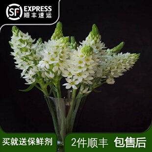 圣心百合雀梅绿毛球鲜花易养活花期超长居家办公室云南花水养插花