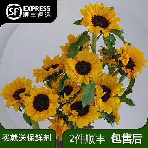 向日葵云南昆明鲜花基地直发