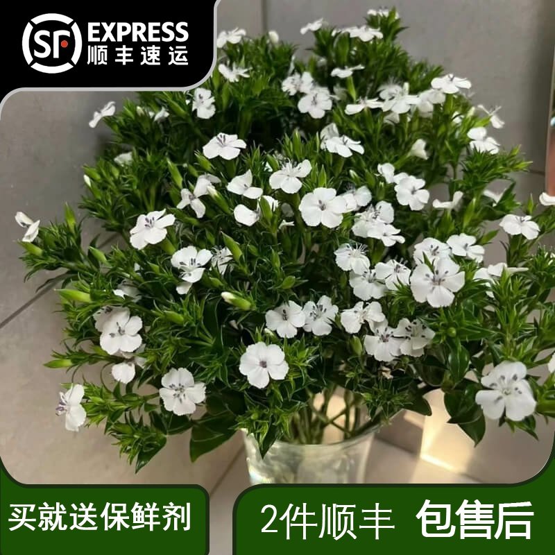 白色青梅鲜花云南基地直发鲜切花小清新花束斗南家用水养插花包邮