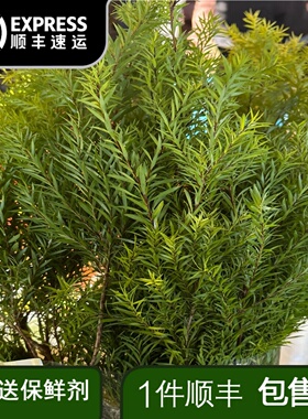 千层金绿色鲜花云南基地直发原色办公室内水养插花叶节日鲜花礼物