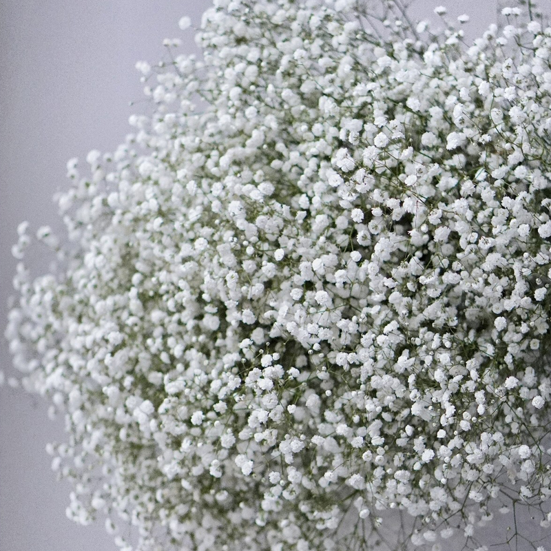 云南鲜花满天星超大束鲜切花包花束配花家庭水养办公室卧室插花