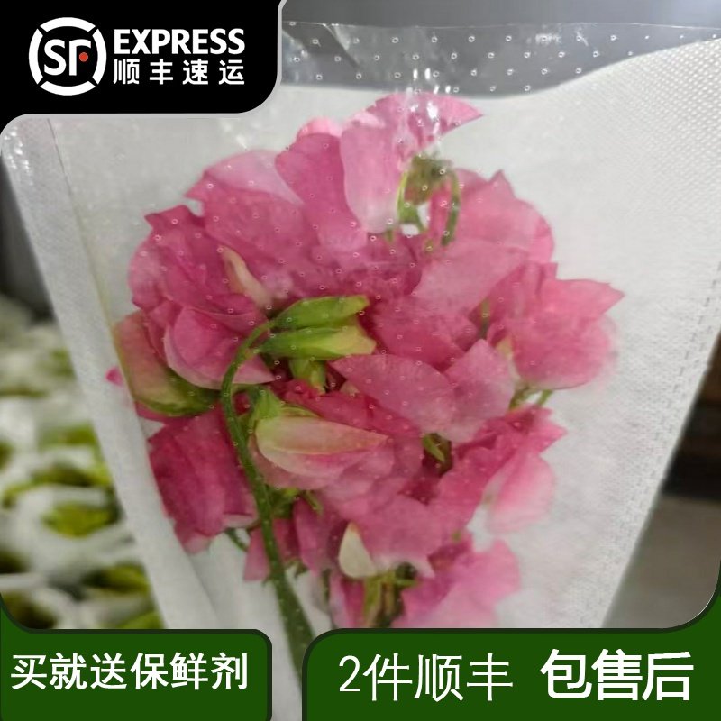 香豌豆花鲜花云南直发室内绿植桌面插花水培粉色鲜切花花束豌豆花,鲜花速递/花卉仿真/绿植园艺,花材,淘宝优惠券,粉丝福利购,淘宝优惠卷