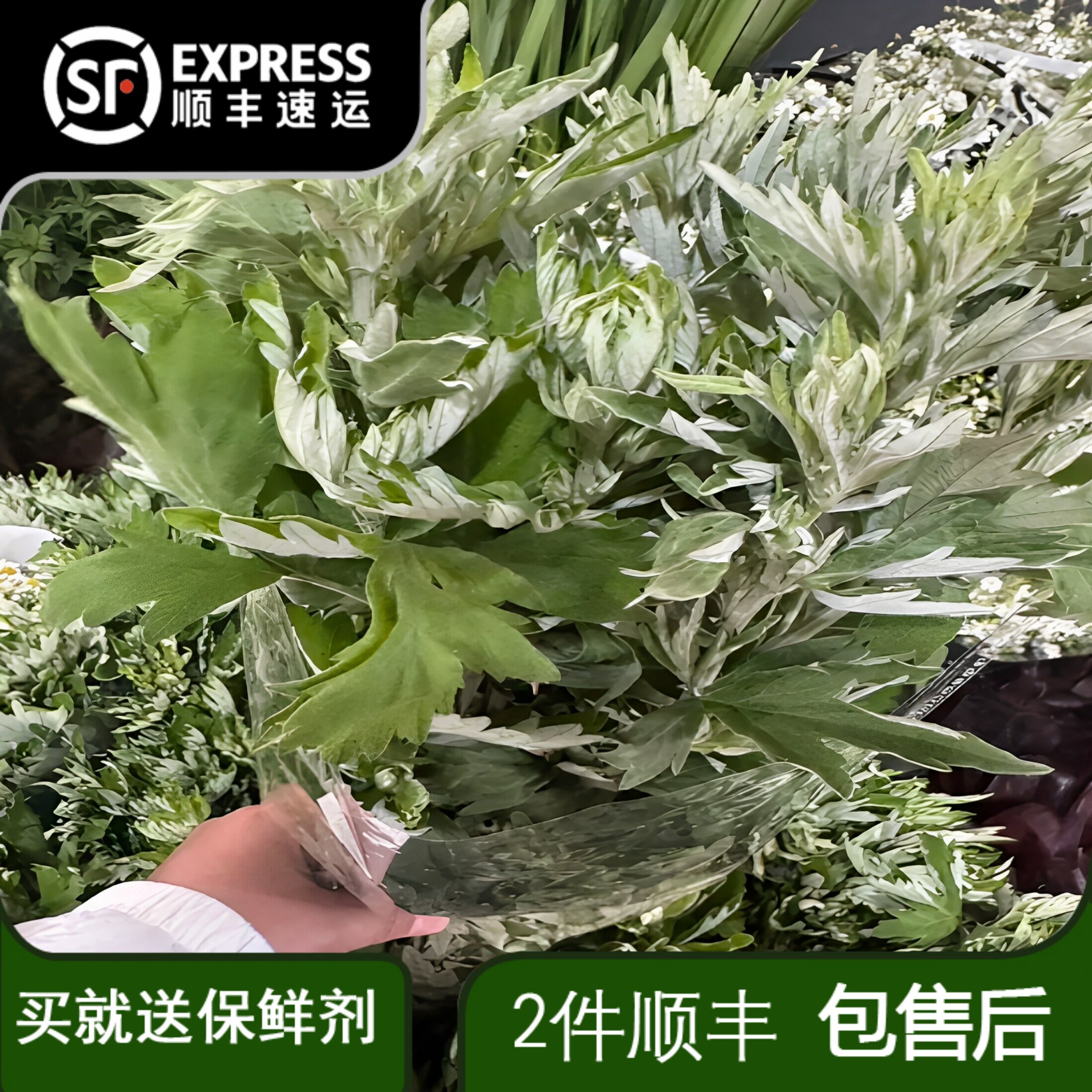 新鲜的艾草整扎现彩艾叶家用挂门泡澡艾菖蒲带杆带叶图片