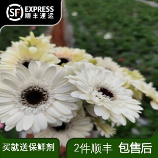 20支非洲菊玉镜稀有弗朗花鲜花云南基地直发扶郎鲜切花家庭插花