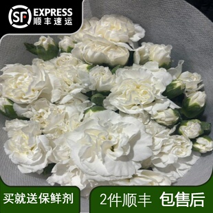 白色多头康乃馨鲜切花云南斗南鲜花基地直发稀有多丁瓶插水养真花