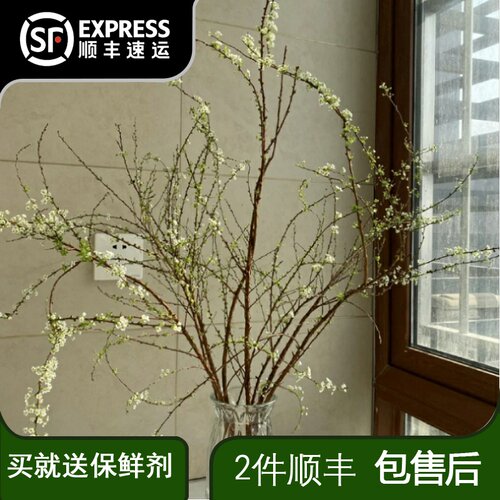 雪柳鲜枝鲜花云南直发鲜切花