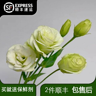 绿色洋桔梗鲜花云南直发家用客厅水培花束真花鲜切花桔梗花