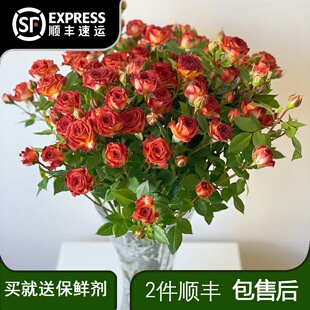 巧克力泡泡 鲜花云南昆明基地直发斗南花市水养插花