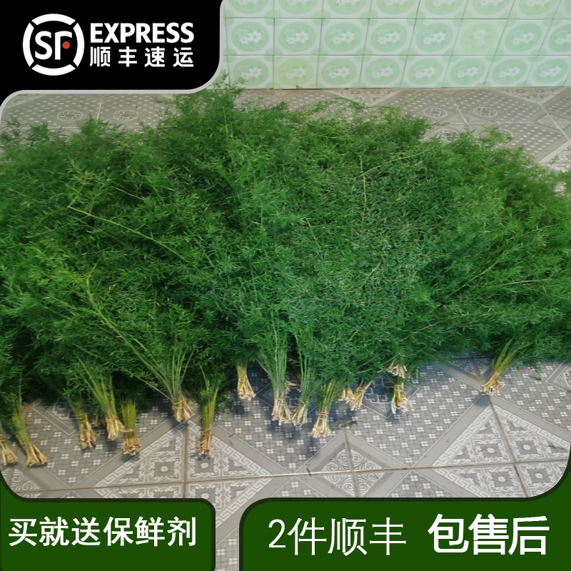 新鲜天门冬鲜花切绿色系花材婚庆婚礼鲜花布置打底用森系拍摄道具