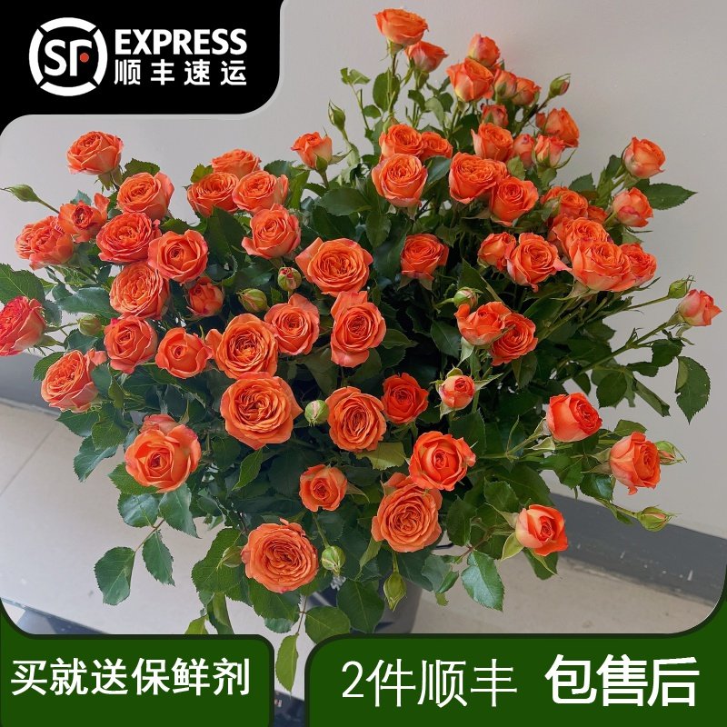 橙色芭比鲜花橘子汽水粉色系混搭花束鲜花基地直发花期鲜切花,鲜花速递/花卉仿真/绿植园艺,花材,淘宝优惠券,粉丝福利购,淘宝优惠卷